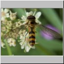 Meliscaeva cinctella - Spaete Fruehlingsschwebfliege hsk m01.jpg